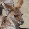 アカカンガルー