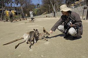 カンガルーと戯れるさとうあきら